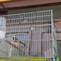 سهره نر بهاره