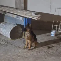 سگ ژرمن شیپرد نر|سگ|هشتگرد, شهرک راه آهن|دیوار