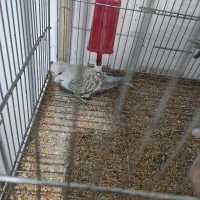 مرغ عشق انگلیسی|پرنده|رشت, باهنر|دیوار