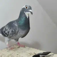 دوبر ماده