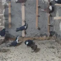 کفتر ریش یا کرباتی|پرنده|مشهد, امین آباد|دیوار