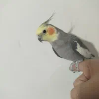 عروس هلندی نر دستی سخنگو با قفس و قفس جدا