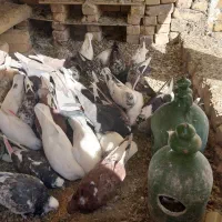 کبوتر فروشی|پرنده|گلپایگان, |دیوار