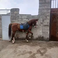 اسب نریان کرد