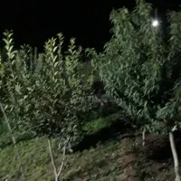 خونه باغ ودامداری|فروش دفتر صنعتی، کشاورزی، تجاری|گالیکش, |دیوار