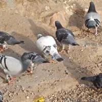 کفترمسافتی|پرنده|رضویه, |دیوار