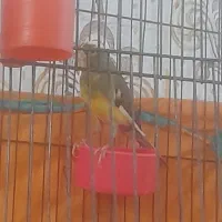 سلام یک عدد غناری ابلق خوب وبخوان|پرنده|سیلاخور, |دیوار