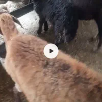 گوسفند بره دار