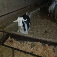 تعدادی بز پاکستانی وبز شهرکردی ودورگ|حیوانات مزرعه|شاهینشهر, مورچه خورت|دیوار