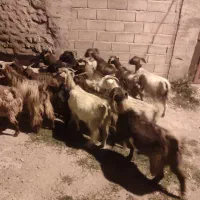 بز آبستن|حیوانات مزرعه|هریس, |دیوار