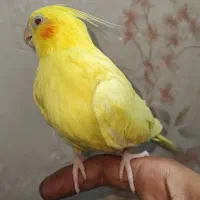 عروس هلندی نر سخنگو