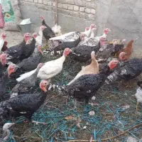 بوقلمون|حیوانات مزرعه|قم, شهرک امام حسن|دیوار