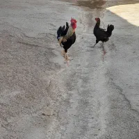 مرغ ونمچه