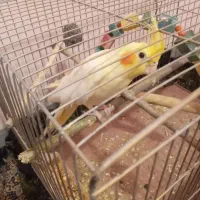 عروس هلندی ماده