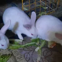 خرگوش نرو ماده ۳ماهه