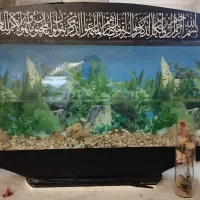 آکواریوم تمیز و بزرگ