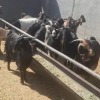 بز داشتی ترکی درجه یک|حیوانات مزرعه|شیراز, حومه شیراز|دیوار