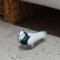 کبوتر