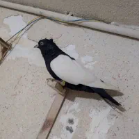 کلاغ رسمی و سینه|پرنده|مشهد, ادیب نیشابوری (شهرک غرب)|دیوار