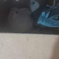 عروس هلندی جفتکار  روی تخم|پرنده|تربت جام, فاز ۳ فرهنگیان|دیوار