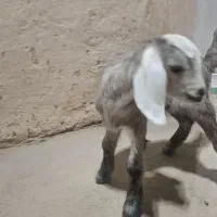 بزغاله شیری