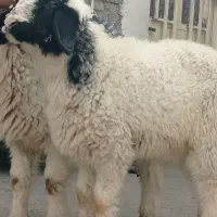 بره عراقی چاق چاق