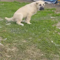 بهترین توله ماده خط خونی بالاهست