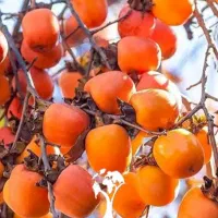 نهالستان مهندس قاسمی میوه های پربار و پیوندی|خدمات باغبانی و درختکاری|قرق, |دیوار