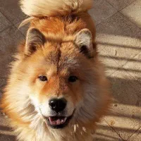 تعدادی حیوان خوشگل دنبال صاحب میگردن