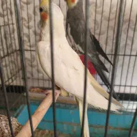 عروس هلندی آواز خون