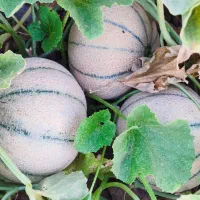 طالبی سوپر شیرین و لوکس هرکیلو 17هزار  به شرط