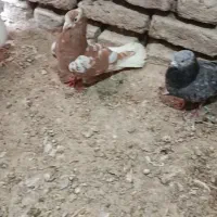 تعدادی کبوتر پرشی بازیدار