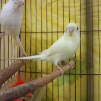 عروس  برزیلی فیشر  مرغ عشق  فنچ کینگ|پرنده|شوشتر, |دیوار