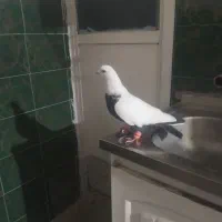 گوره کله ای|پرنده|بروجرد, |دیوار