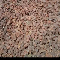 کشمش آبگیری آفتابی