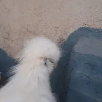 خروس ابریشمی