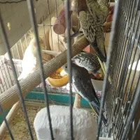 یه جفت عروس هلندی با سه عدد جوجه با تمام لوازم|پرنده|شهریار, شهرک شاهد|دیوار