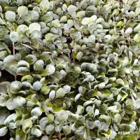 نشا کلم برگ بنفش و سفید|خدمات باغبانی و درختکاری|آبدان, |دیوار