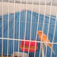 قناری نر رد|پرنده|خوسف, |دیوار