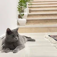 گربه اسکاتیش|گربه|رفسنجان, |دیوار