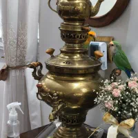 طوطی برزیلی نر و ماده|پرنده|تهران, سبلان (لشگر)|دیوار