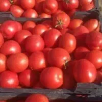 ابگیری گوجه با بهترین کیفیت