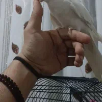 عروس ومرغ عشق پروانه ای