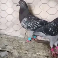 ۵ تا نر پلاکی تکاور