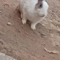 خرگوش