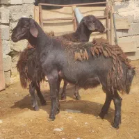 بره قوچ های استثنایی قزل افشار و افشار