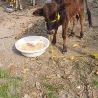 گوساله|حیوانات مزرعه|میناب, |دیوار