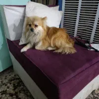 خونه سگ و خودش