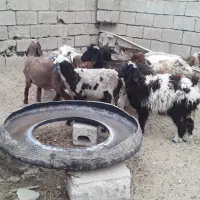 میش داشتی|حیوانات مزرعه|بندر ماهشهر, |دیوار