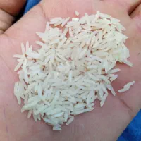 برنج طارم احمدی گرگان|خوردنی و آشامیدنی|گرگان, |دیوار